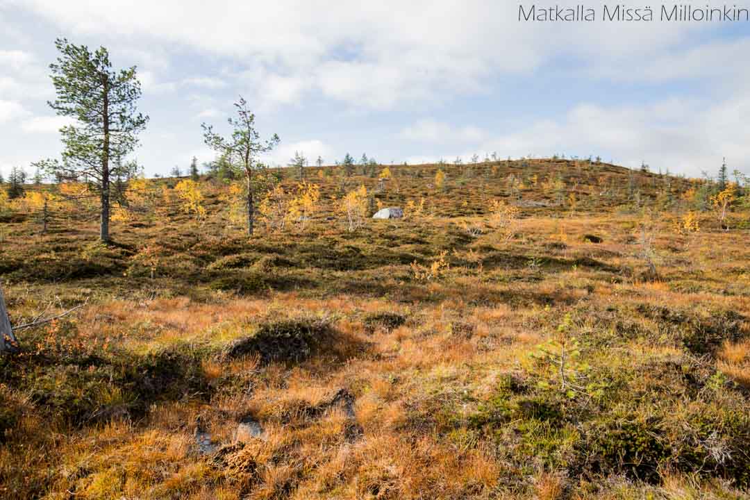 Riisin rietas, Riisitunturin kansallispuisto