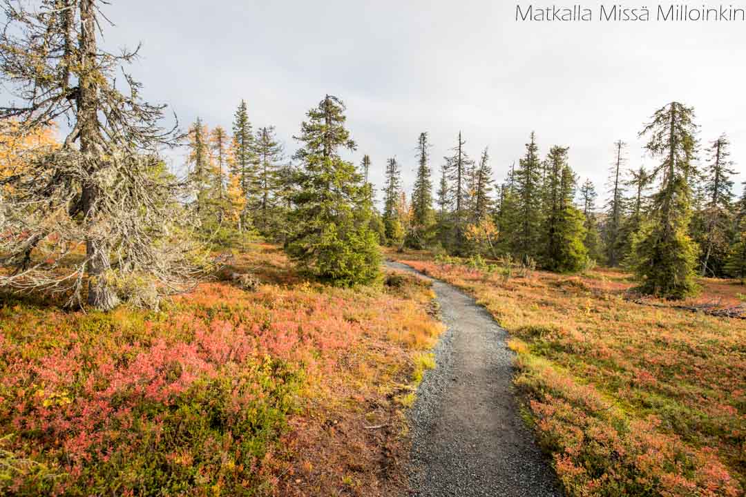 Riisin rietas, Riisitunturin kansallispuisto