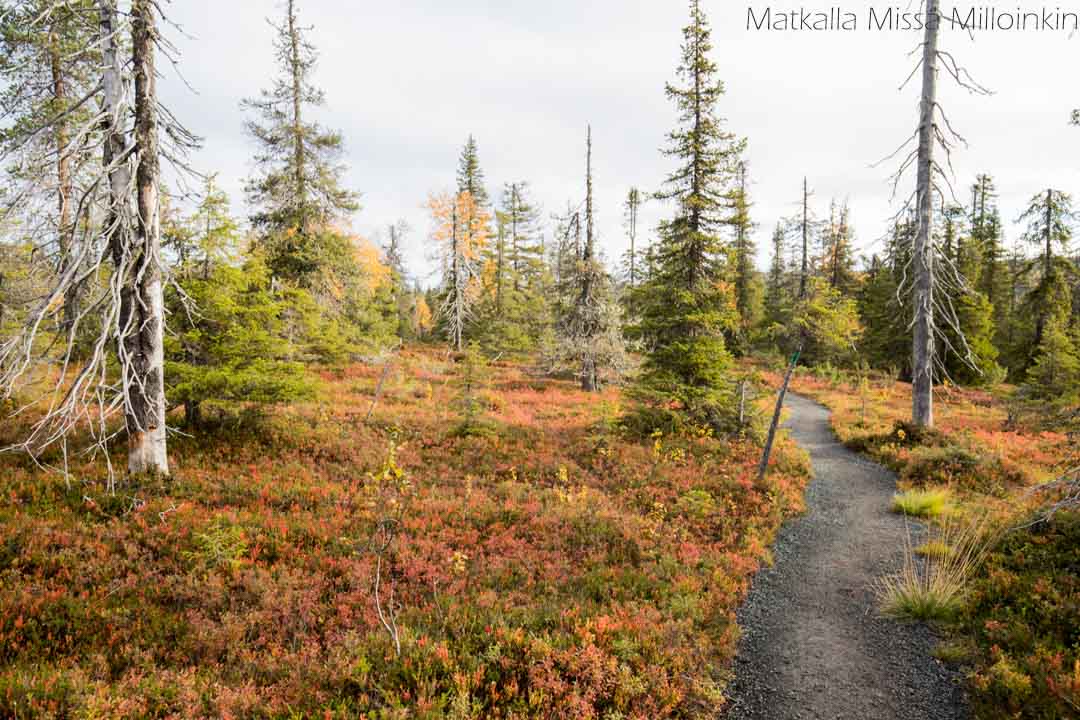 Riisin rietas, Riisitunturin kansallispuisto