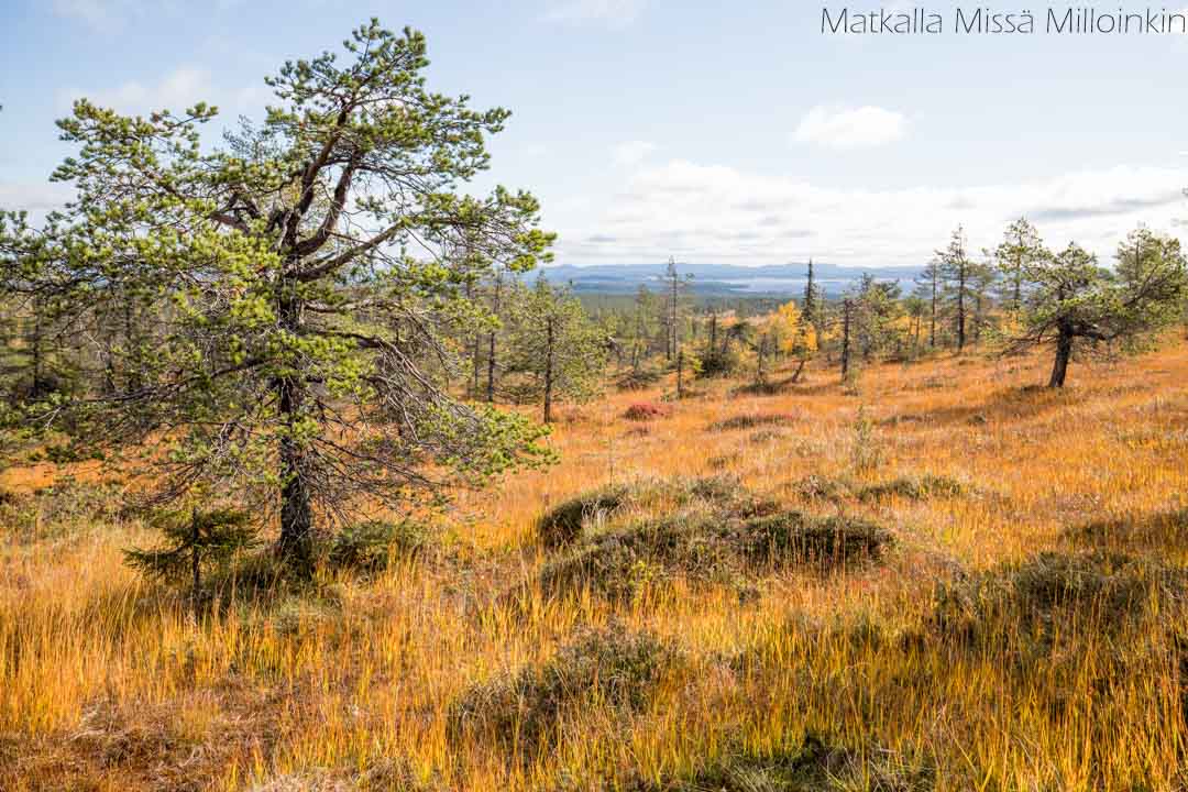 Riisin rietas, Riisitunturin kansallispuisto