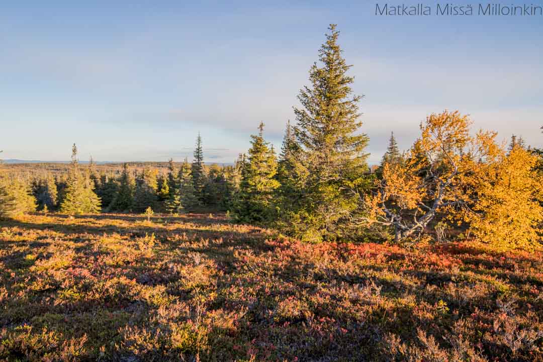 Riisin rietas, Riisitunturin kansallispuisto syksyllä