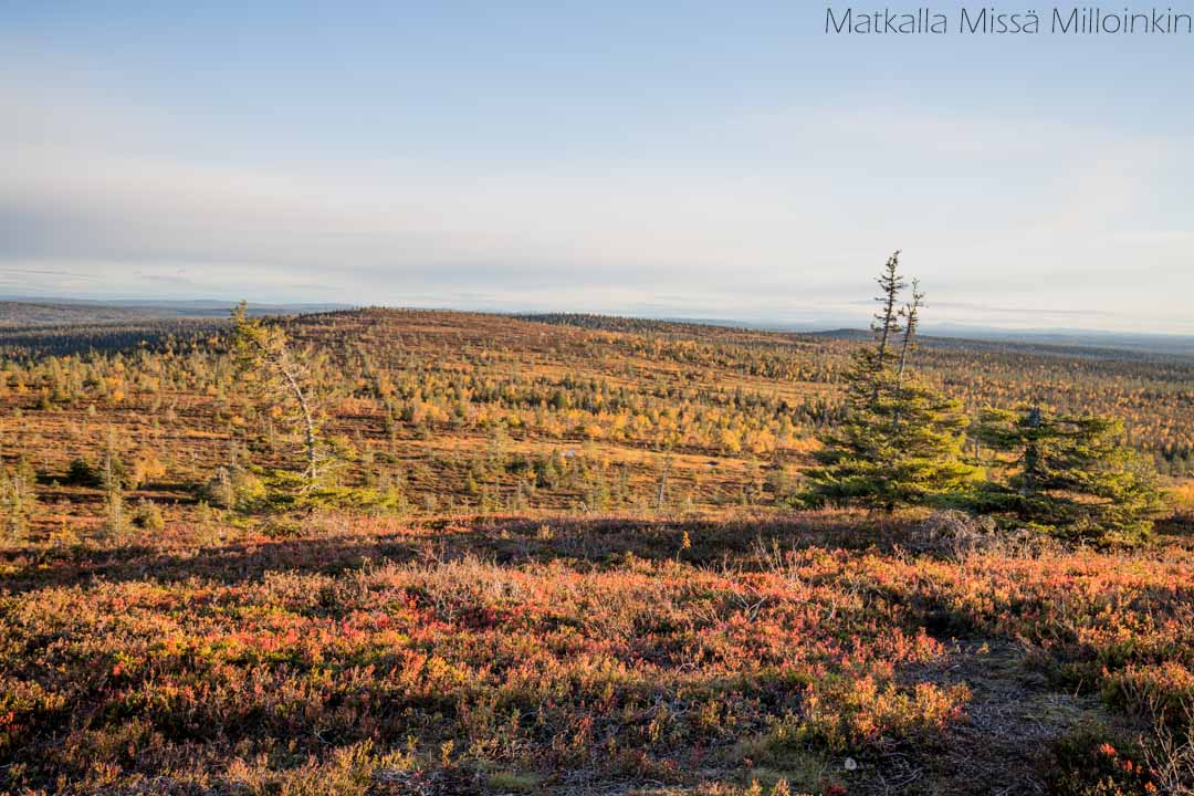 Riisin rietas, Riisitunturin kansallispuisto