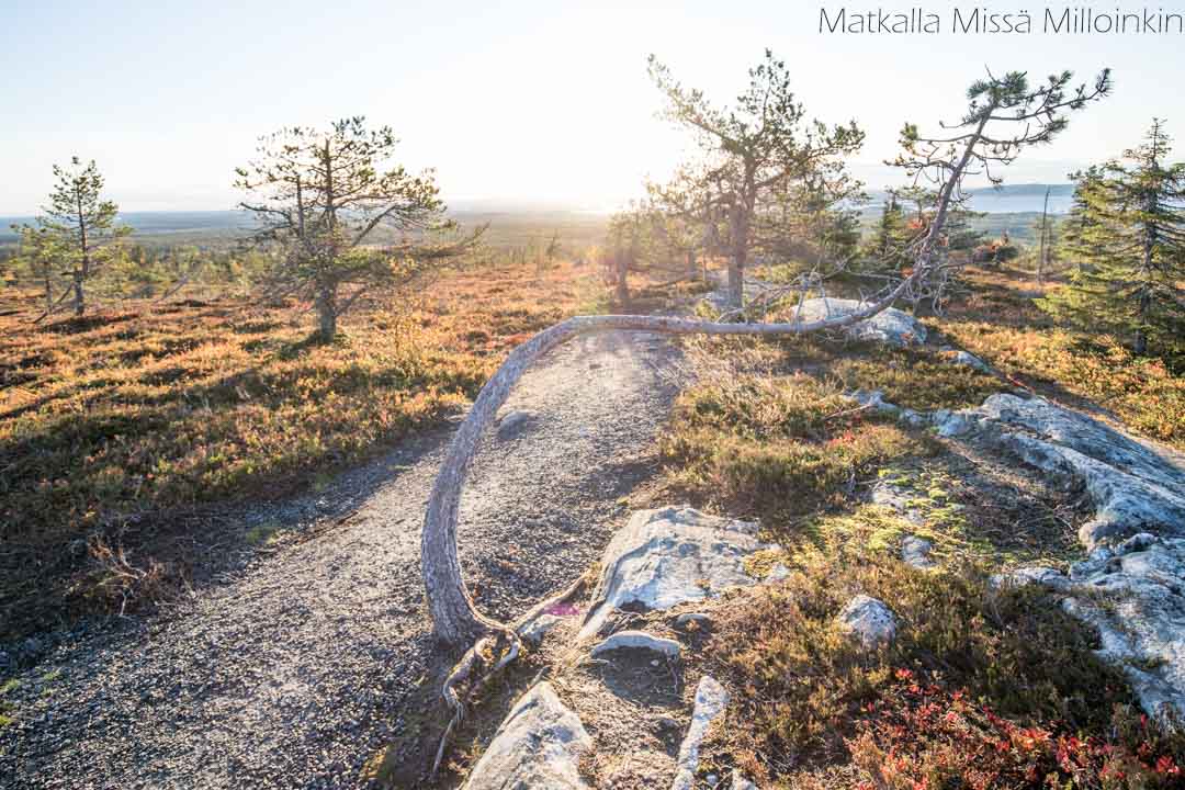 Riisitunturin kansallispuisto syksyllä