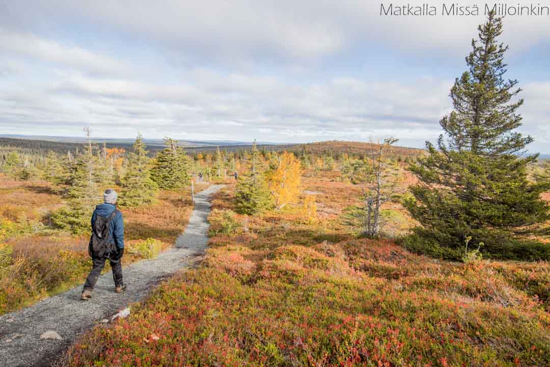 Riisin rietas, Riisitunturin kansallispuisto syksyllä