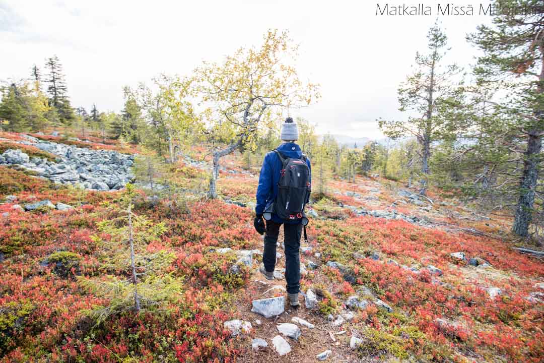 Totovaaran tunturireitti, Pallas-Yllästunturin kansallispuisto-20 Totovaaran tunturireitti, Pallas-Yllästunturin kansallispuisto syksyllä