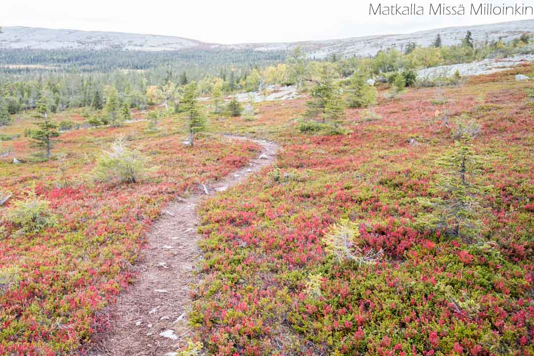 Totovaaran tunturireitti, Pallas-Yllästunturin kansallispuisto-21 Totovaaran tunturireitti, Pallas-Yllästunturin kansallispuisto syksyllä
