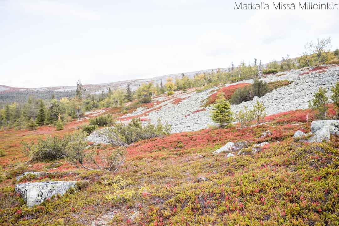 Totovaaran tunturireitti, Pallas-Yllästunturin kansallispuisto-22 Totovaaran tunturireitti, Pallas-Yllästunturin kansallispuisto syksyllä