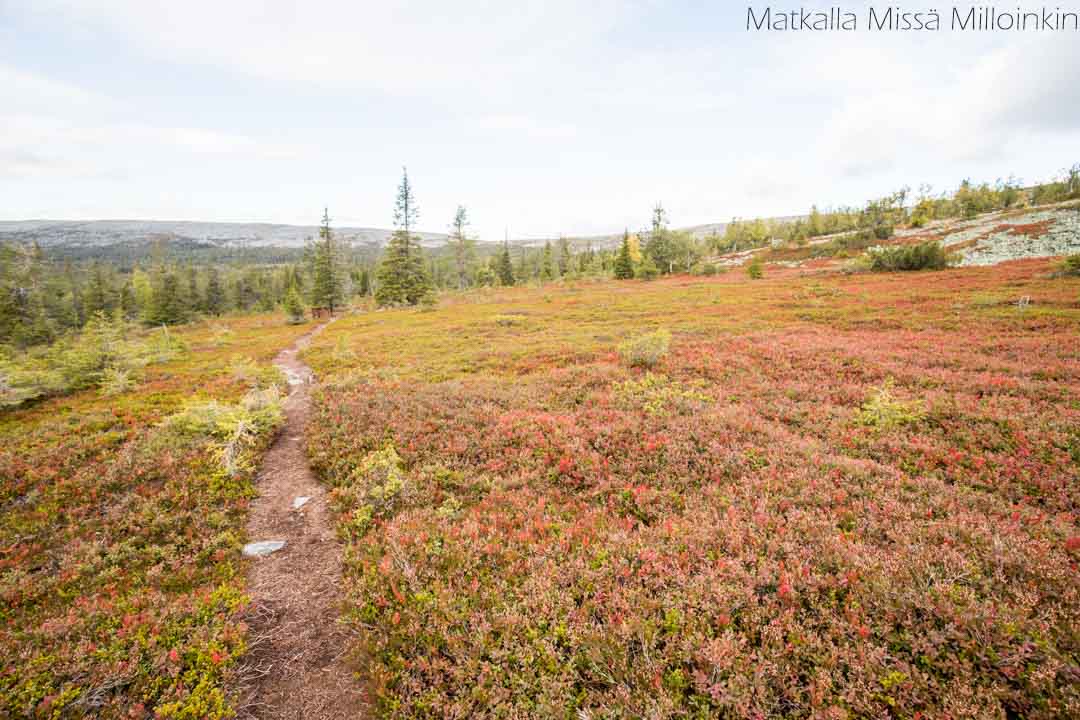 Totovaaran tunturireitti, Pallas-Yllästunturin kansallispuisto-24 Totovaaran tunturireitti, Pallas-Yllästunturin kansallispuisto syksyllä