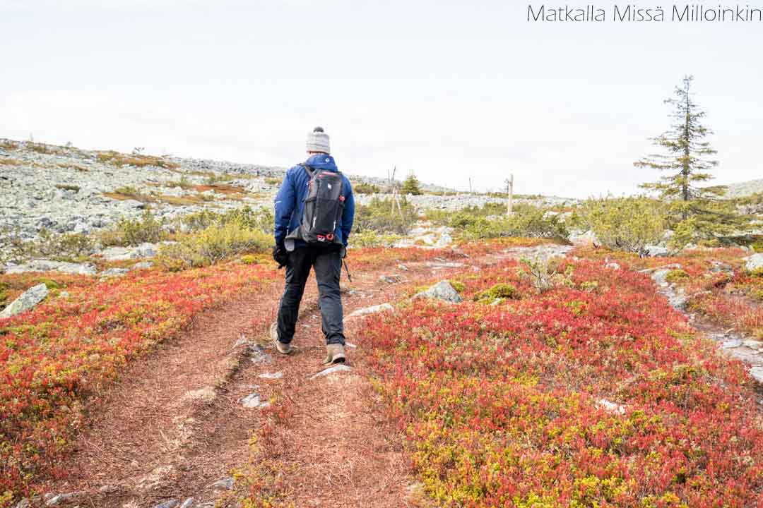 Totovaaran tunturireitti, Pallas-Yllästunturin kansallispuisto-31 Totovaaran tunturireitti, Pallas-Yllästunturin kansallispuisto syksyllä