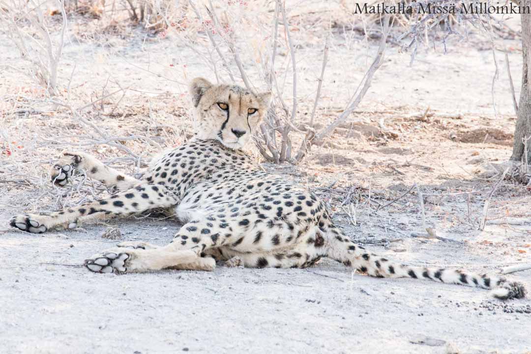 Etoshan kansallispuisto, safari Namibia