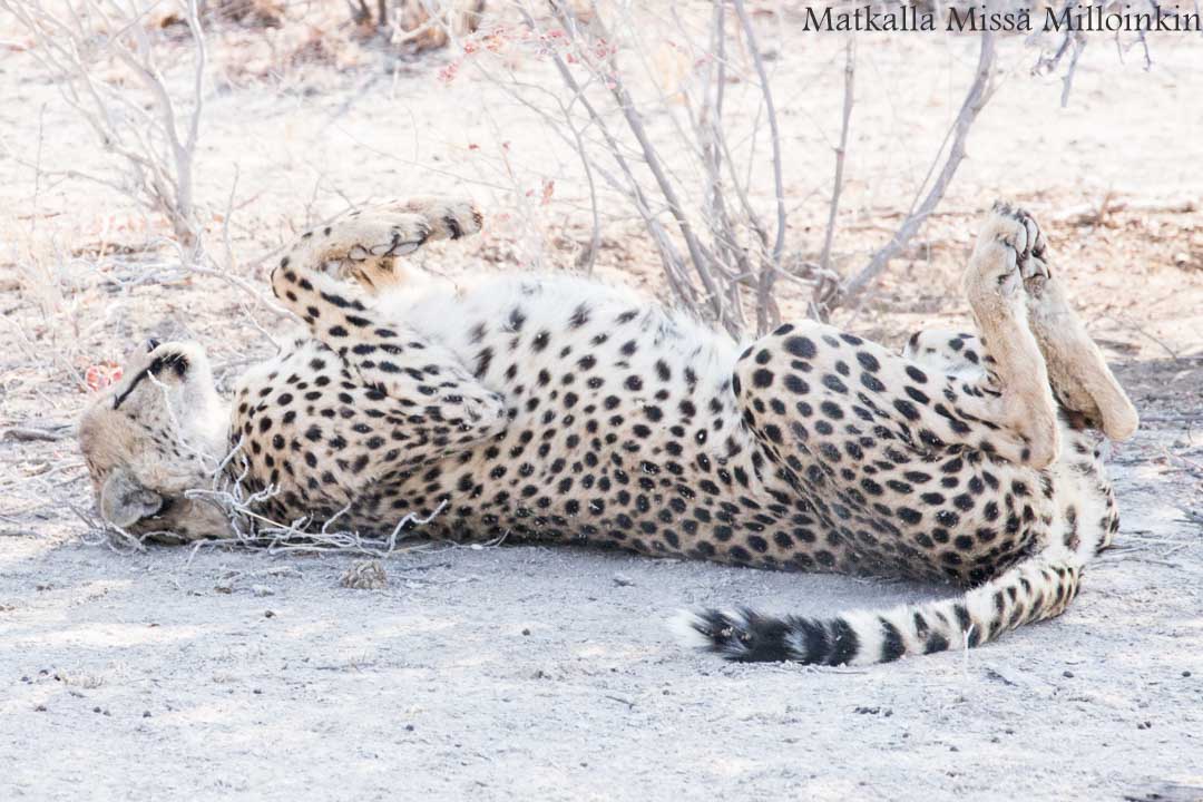 Etoshan kansallispuisto, safari Namibia