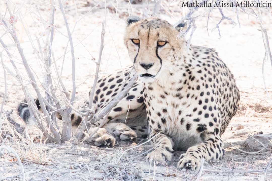 Etoshan kansallispuisto, safari Namibia