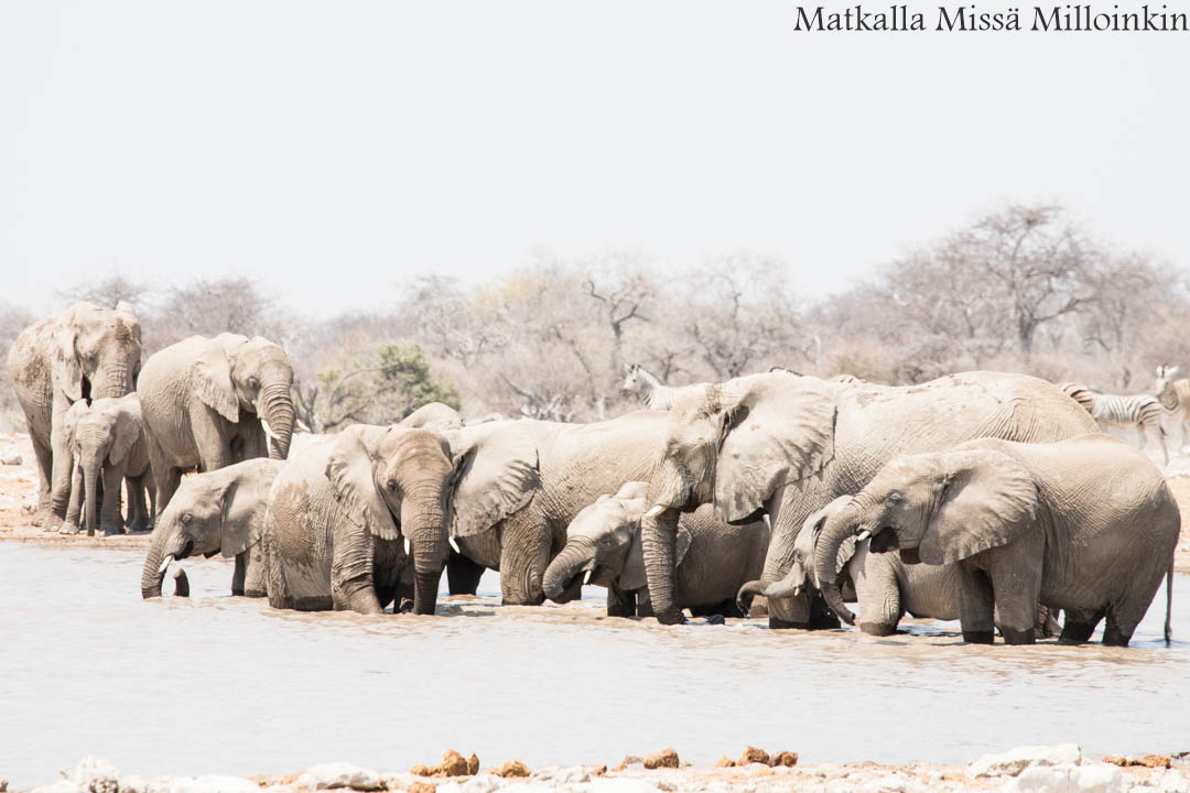 norsuja Etoshan kansallispuistossa, safari Namibia