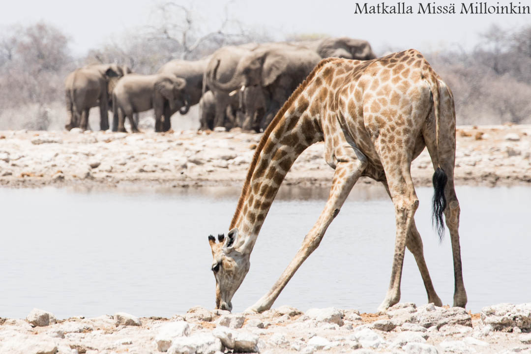 kirahveja Etoshan kansallispuistossa, safari Namibia