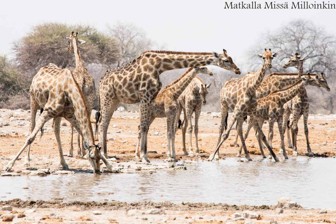 kirahveja Etoshan kansallispuistossa, safari Namibia