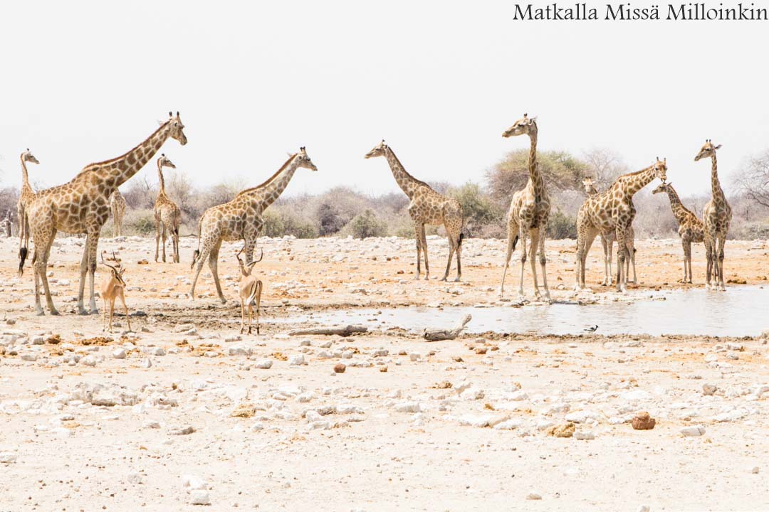 Etoshan kansallispuisto, safari Namibia