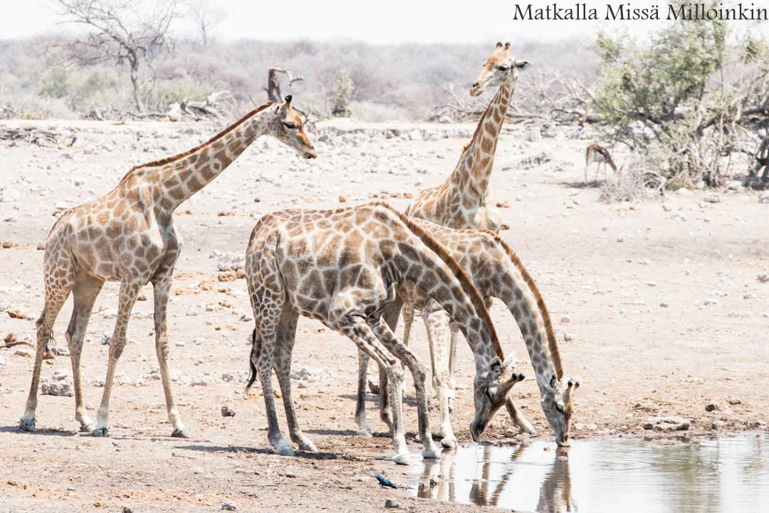 kirahveja Etoshan kansallispuistossa, safari Namibia