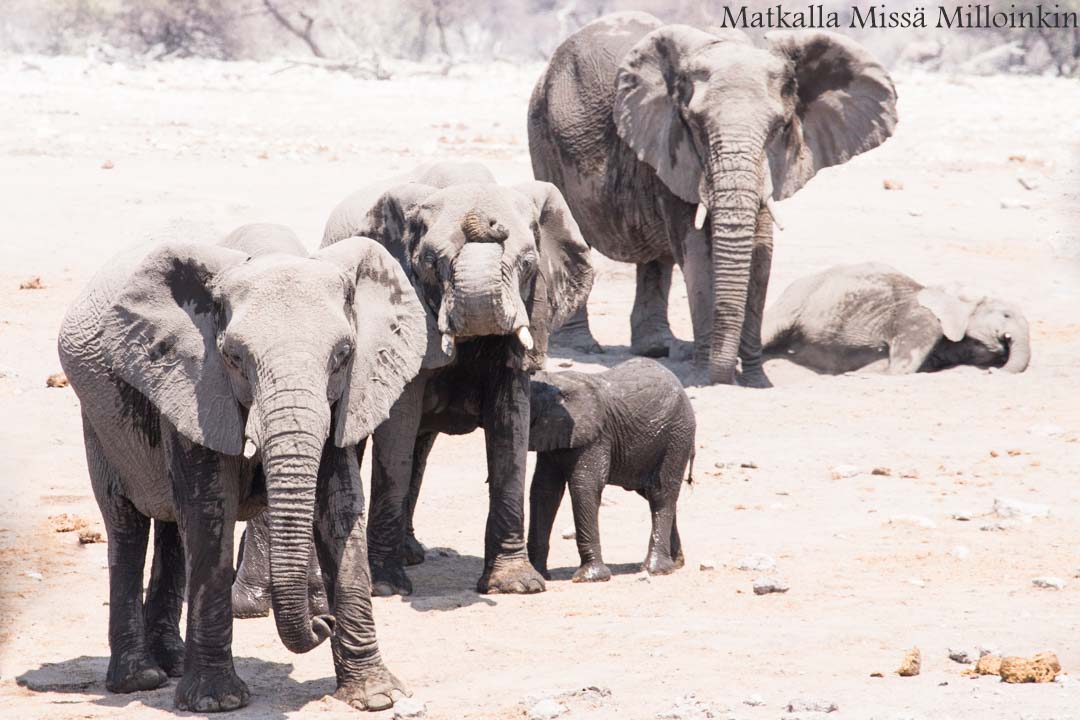 Etoshan kansallispuisto, safari Namibia