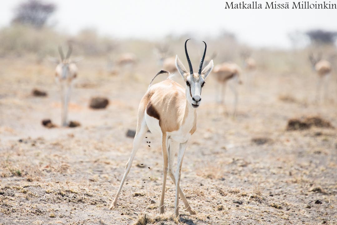 Etoshan kansallispuisto, safari Namibia
