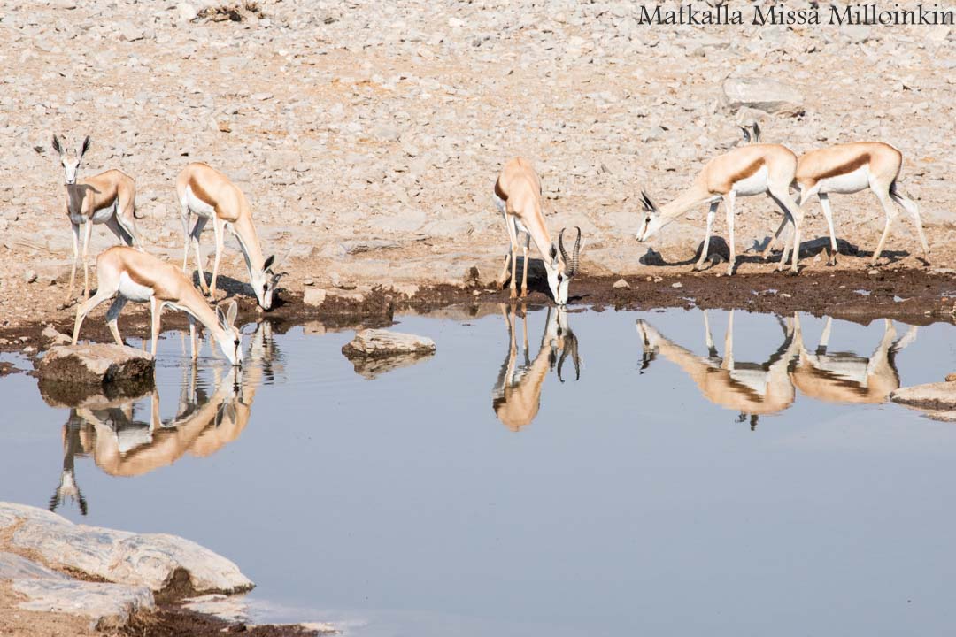 simpanssisafari, Kibalen kansallispuisto Uganda
