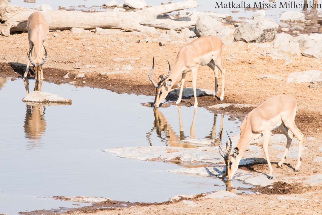 simpanssisafari, Kibalen kansallispuisto Uganda