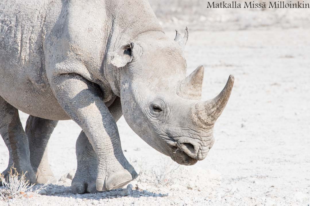 sarvikuono Etoshan kansallispuistossa, safari Namibia