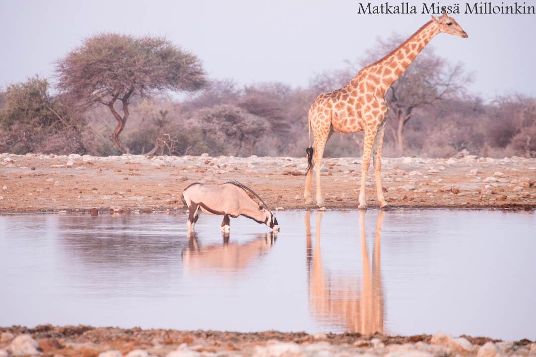 Etoshan kansallispuisto, safari Namibia