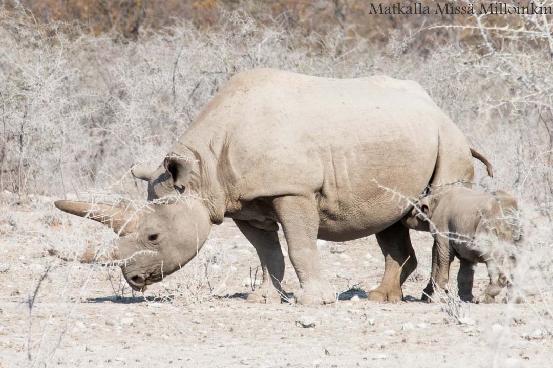 sarvikuonoja Etoshan kansallispuistossa, safari Namibia