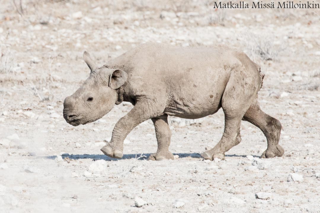 sarvikuono Etoshan kansallispuistossa, safari Namibia