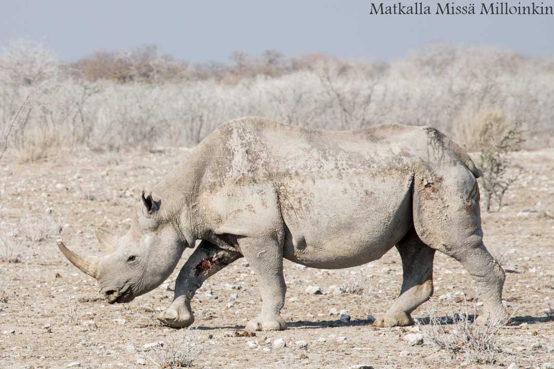sarvikuono Etoshan kansallispuistossa, safari Namibia