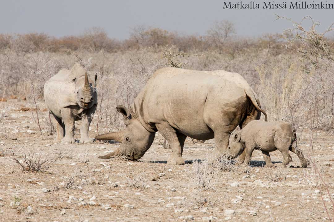 sarvikuonoja Etoshan kansallispuistossa, safari Namibia