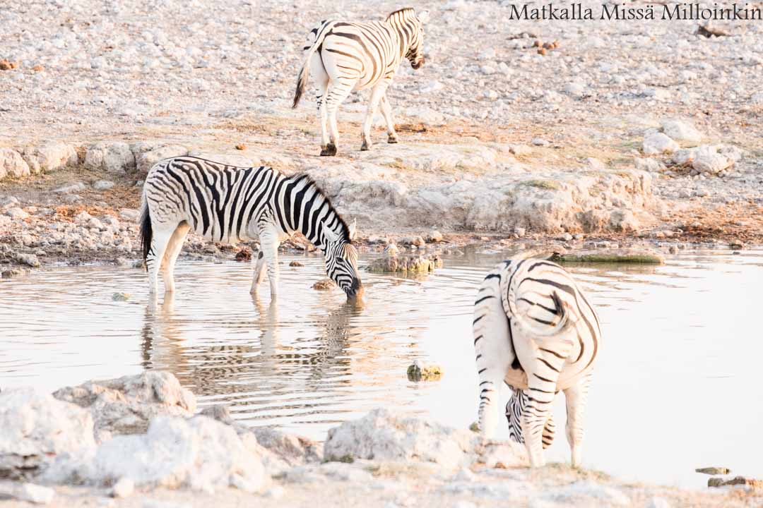norsuja Etoshan kansallispuistossa, safari Namibia