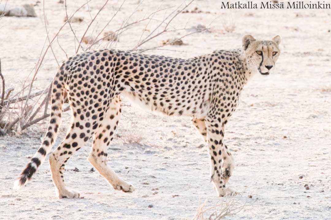 Etoshan kansallispuisto, safari Namibia