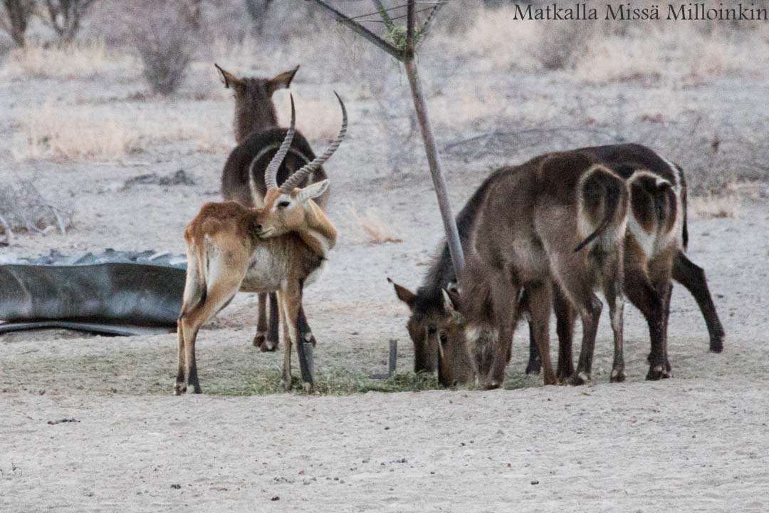 Perämeren kansallispuiston Selkä-Sarven luontopolku