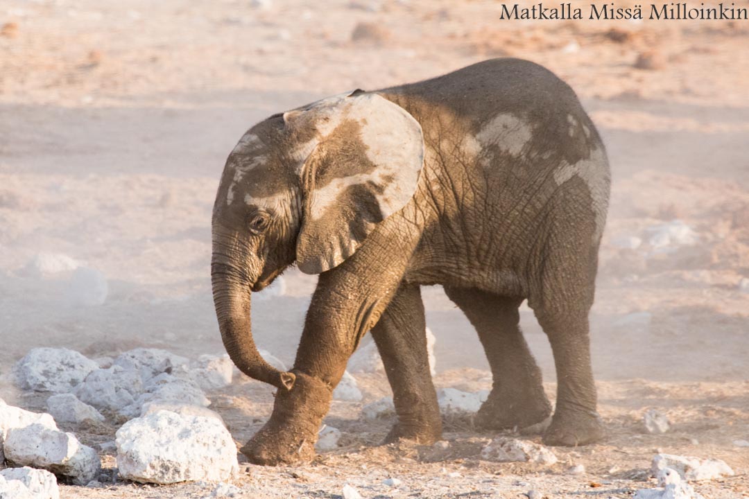 norsuja Etoshan kansallispuistossa Namibiassa