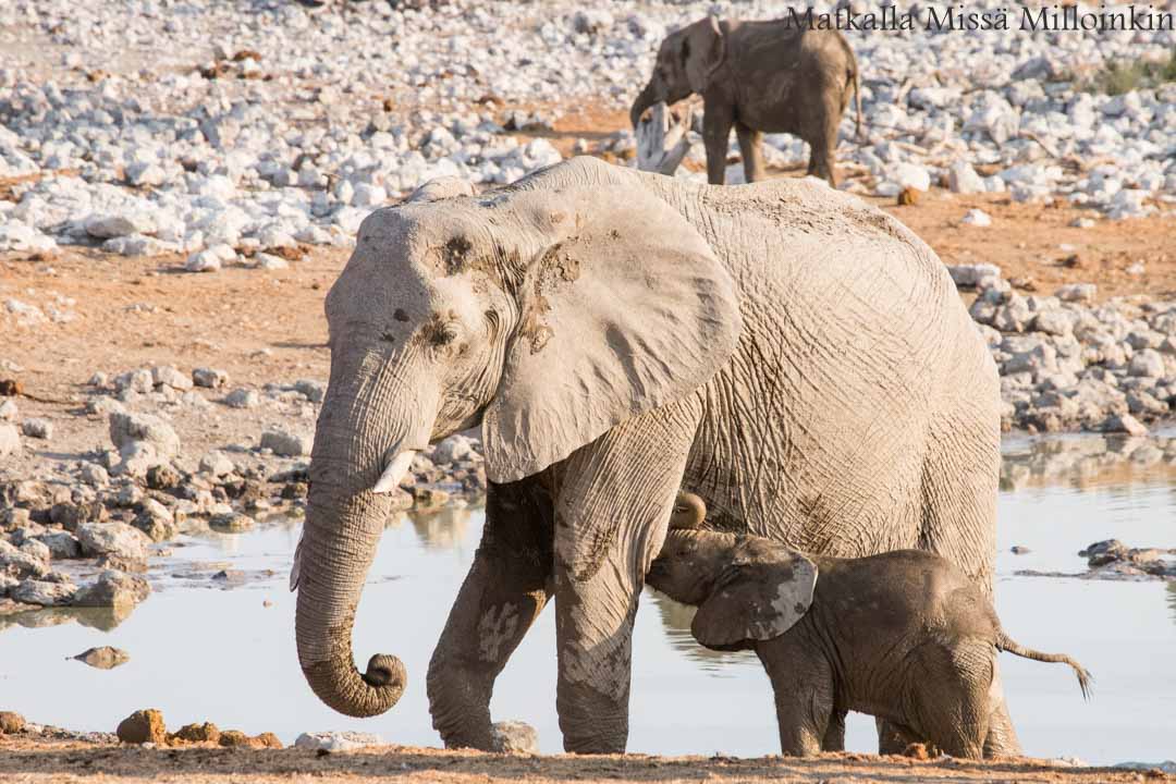 norsuja Etoshan kansallispuistossa Namibiassa