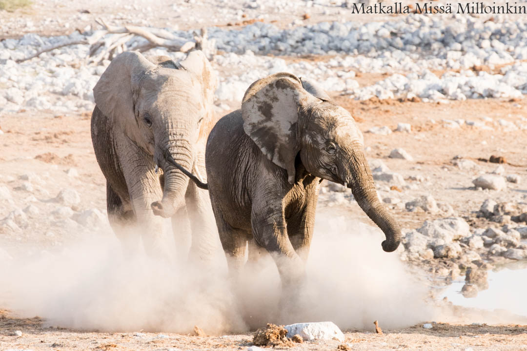 norsuja Etoshan kansallispuistossa Namibiassa