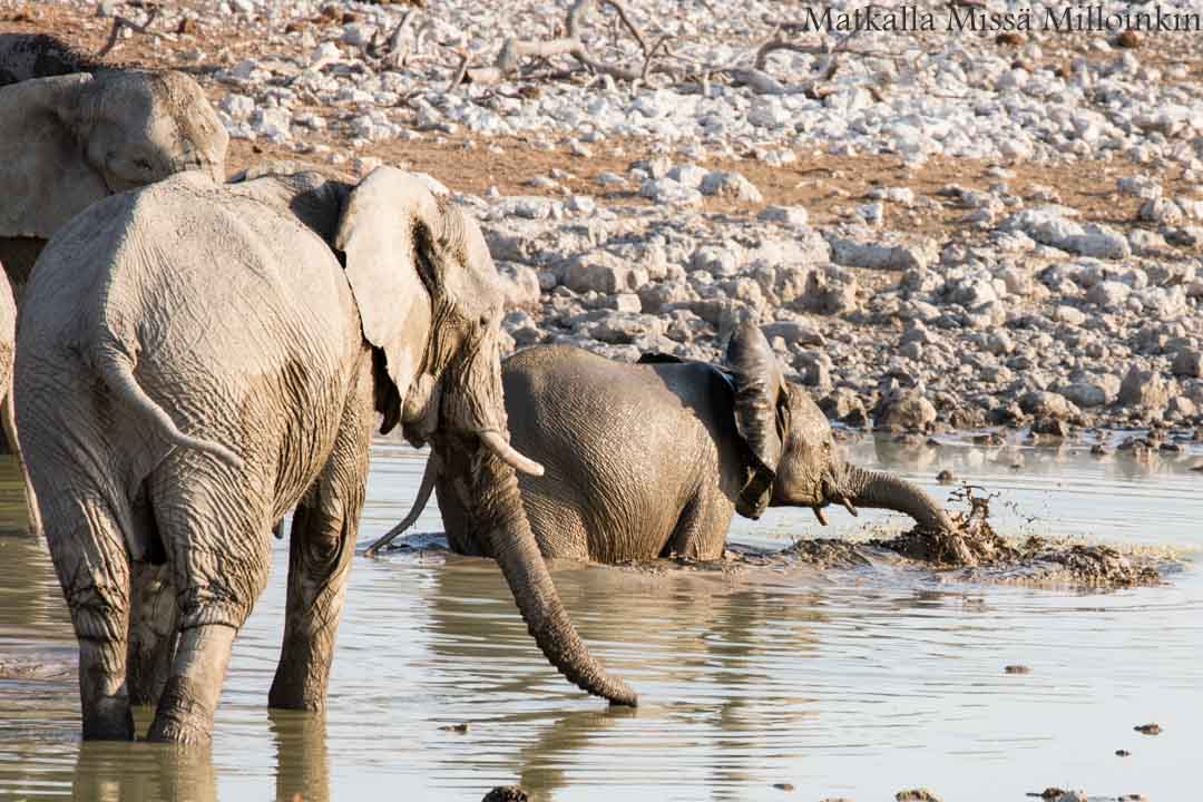 norsuja Etoshan kansallispuistossa Namibiassa
