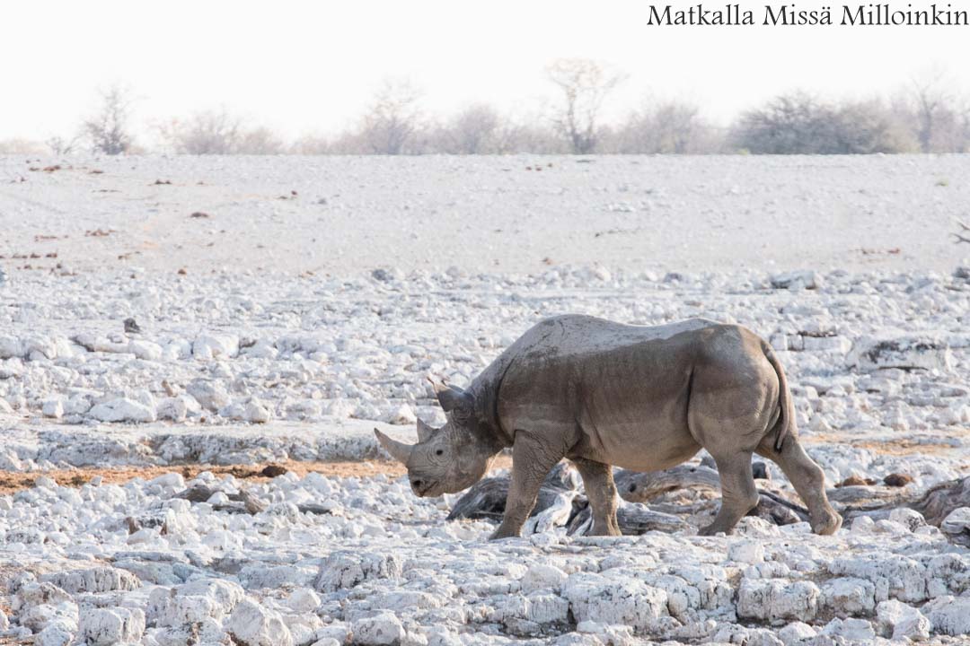 sarvikuono Etoshan kansallispuistossa Namibiassa