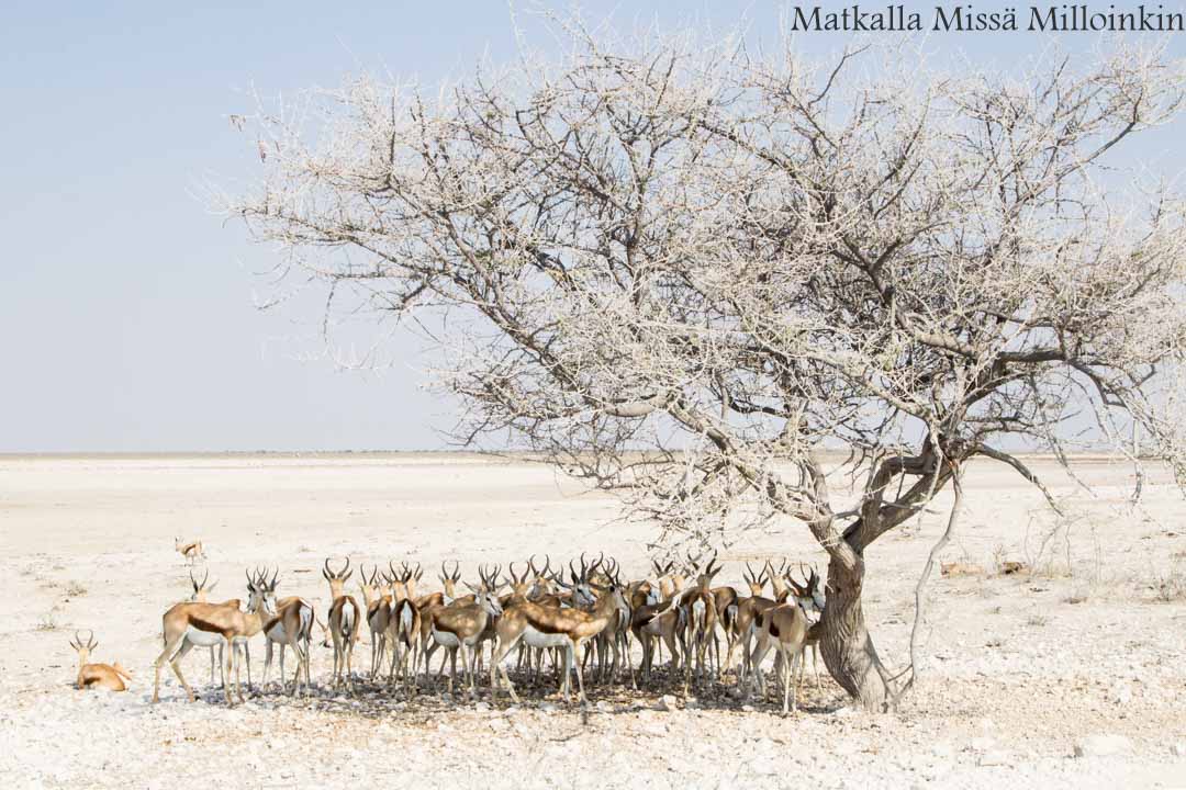 sarvikuono Etoshan kansallispuistossa Namibiassa