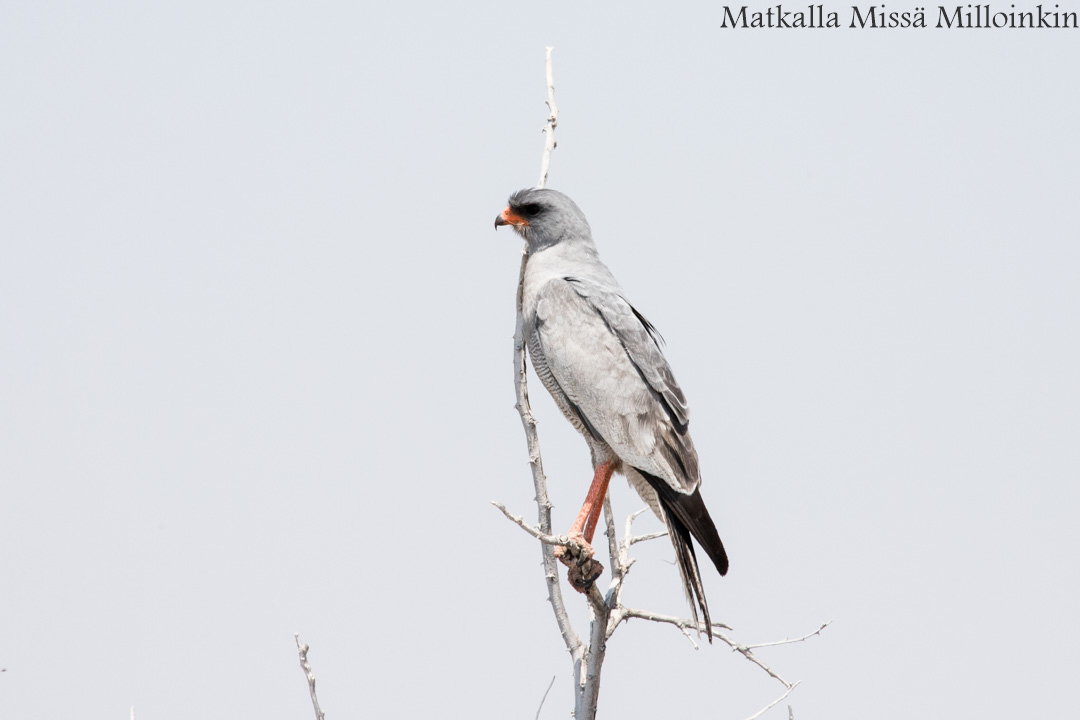 sarvikuono Etoshan kansallispuistossa Namibiassa