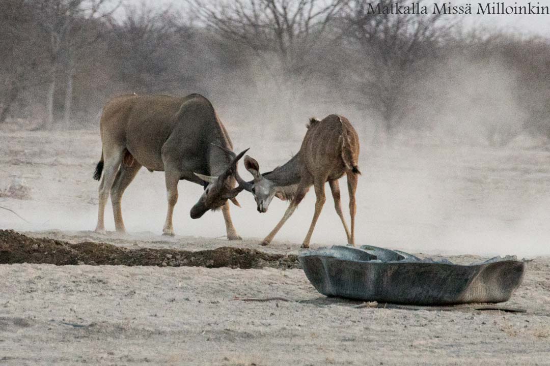 Kibalen kansallispuisto, Uganda