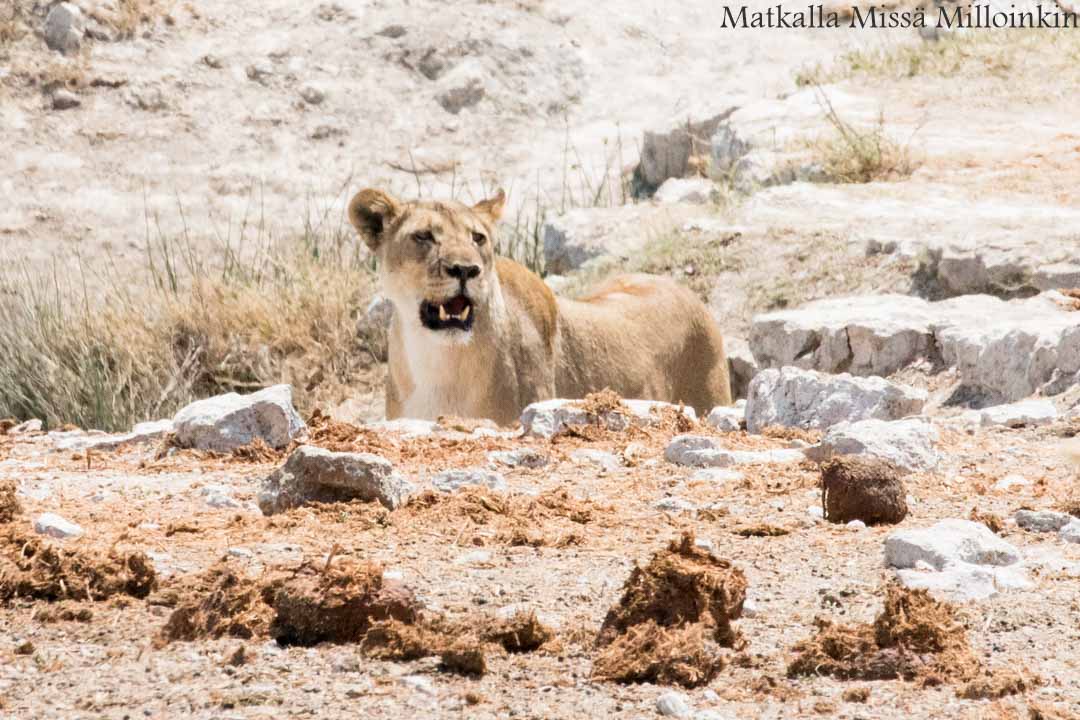 sarvikuono Etoshan kansallispuistossa Namibiassa