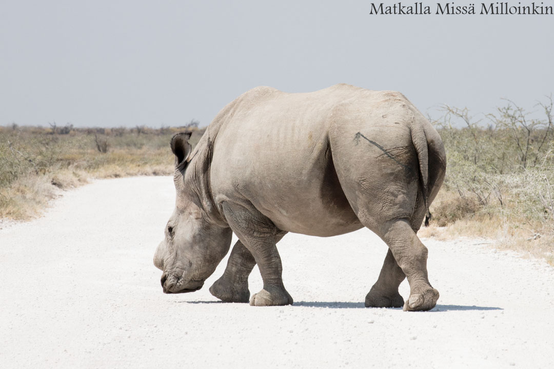 sarvikuono Etoshan kansallispuistossa Namibiassa