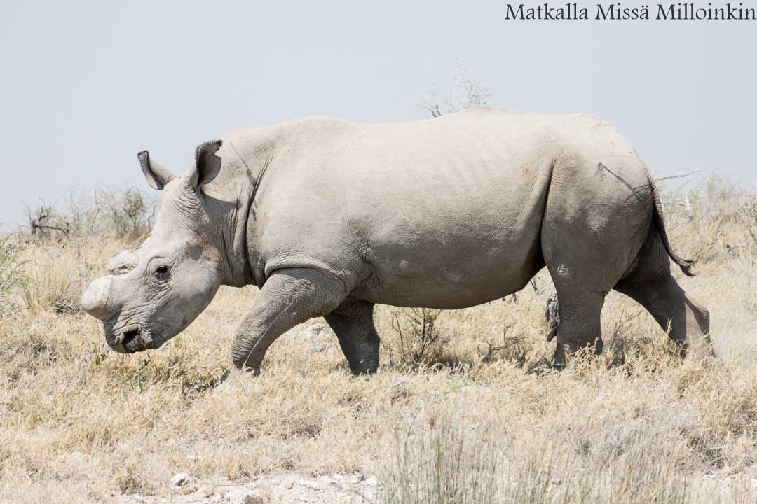 sarvikuono Etoshan kansallispuistossa Namibiassa