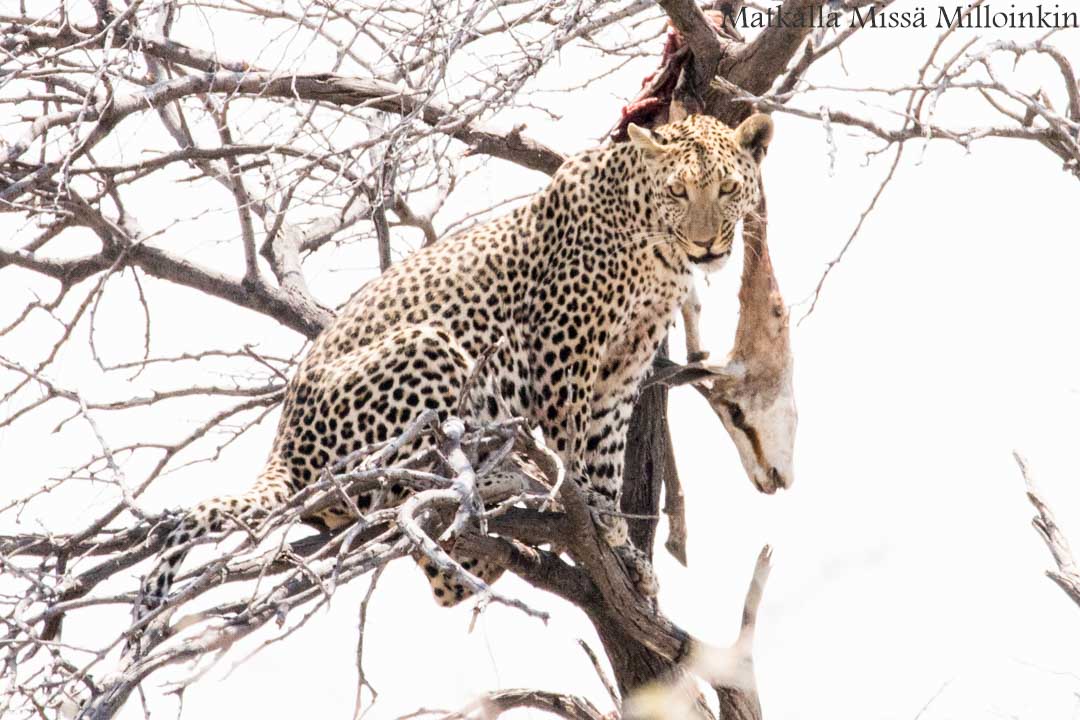 leopardi Etoshan kansallispuistossa Namibiassa