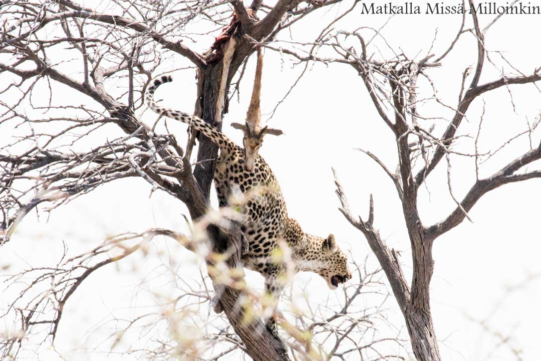 leopardi Etoshan kansallispuistossa Namibiassa