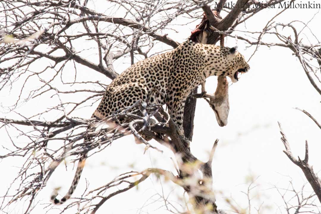leopardi Etoshan kansallispuistossa Namibiassa