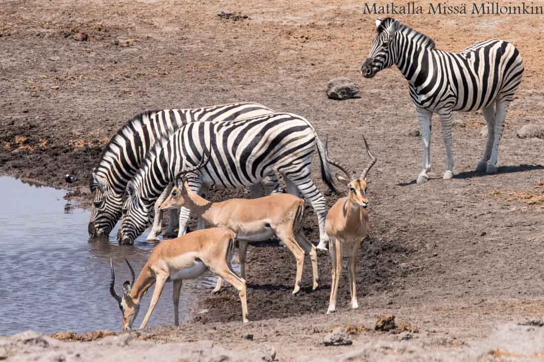 sarvikuono Etoshan kansallispuistossa Namibiassa