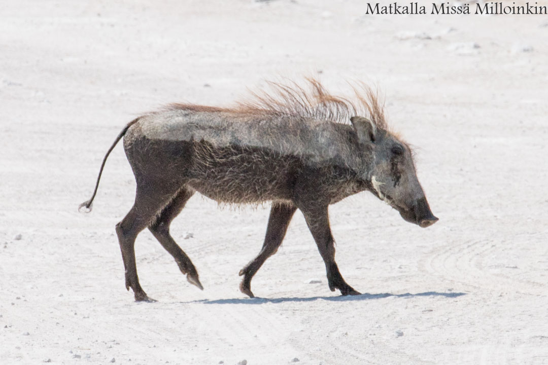Hossan kansallispuisto, Ölökyn ähkäsy